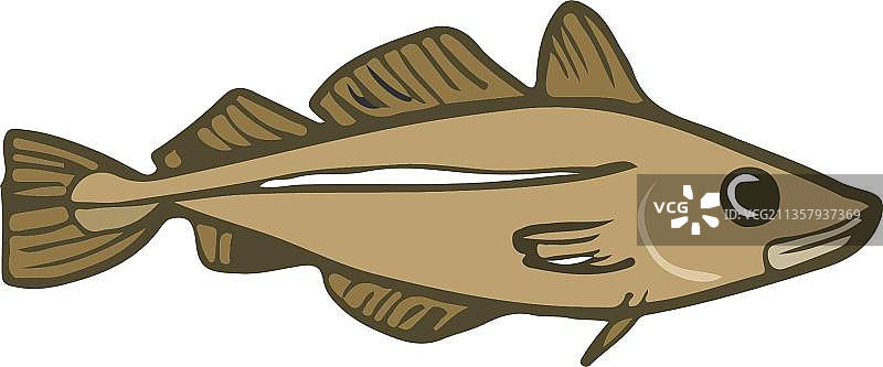 手绘鳕鱼图片素材