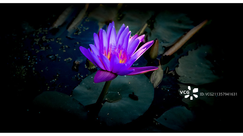 西湖睡莲图片素材