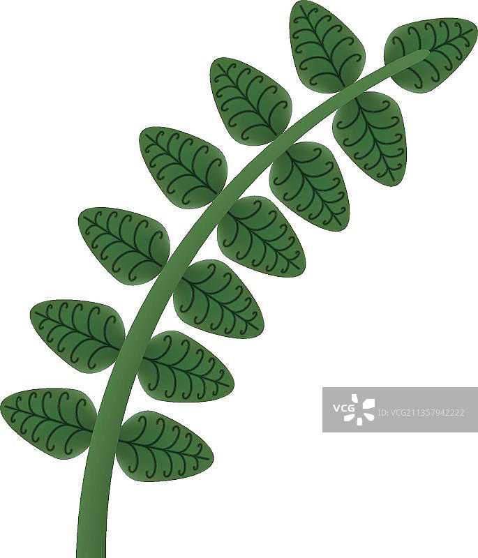 天然的绿色叶子图片素材