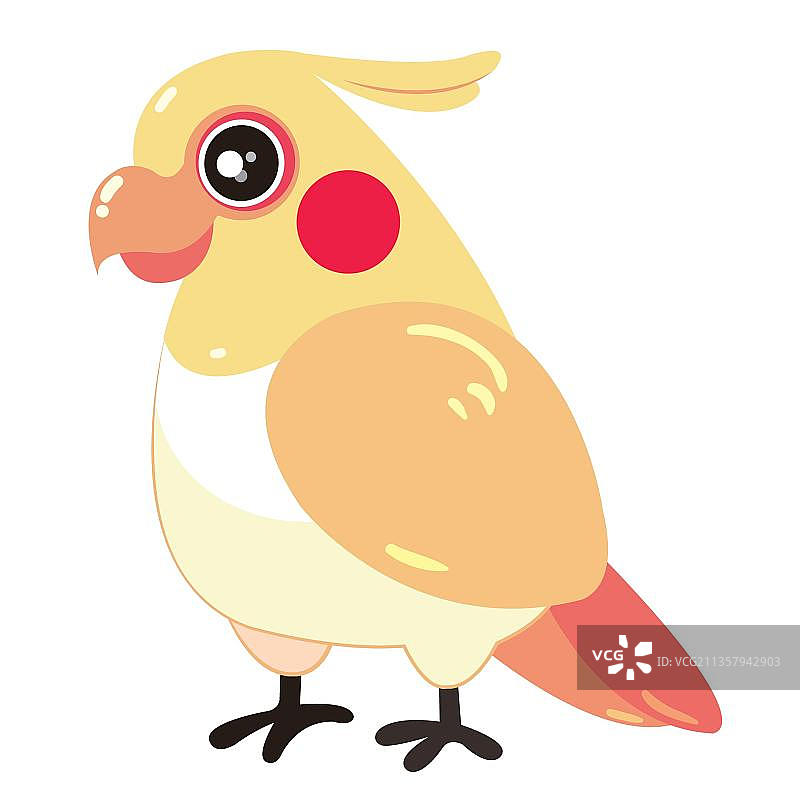 可爱的澳洲鹦鹉图片素材