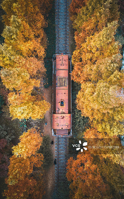 深秋，杉树叶子都黄了图片素材