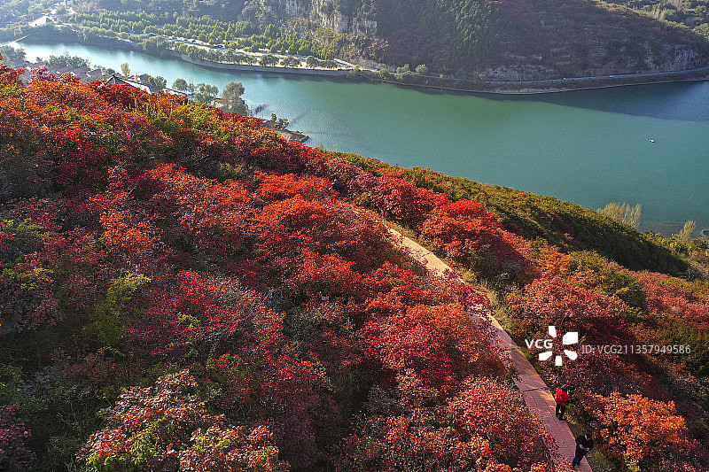 漫山红叶层林浸染图片素材