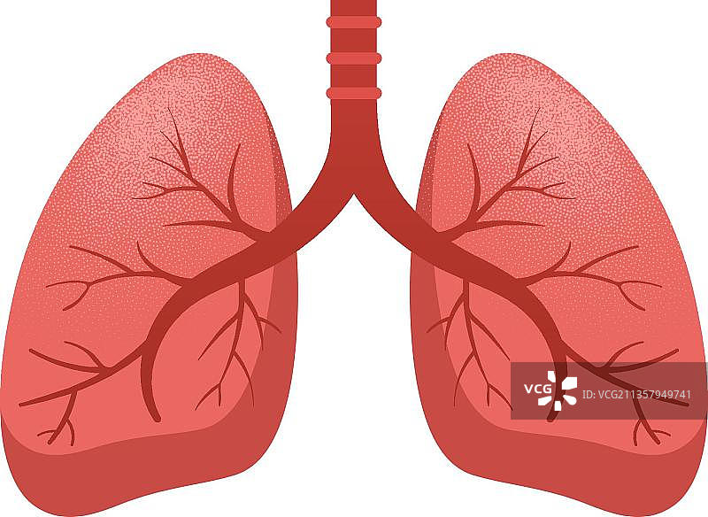 红色的肺图片素材