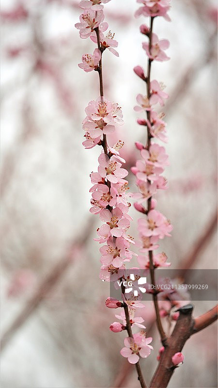 春天的盛开图片素材