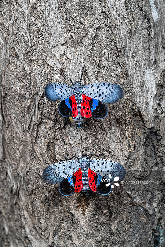 斑衣蜡蝉图片素材