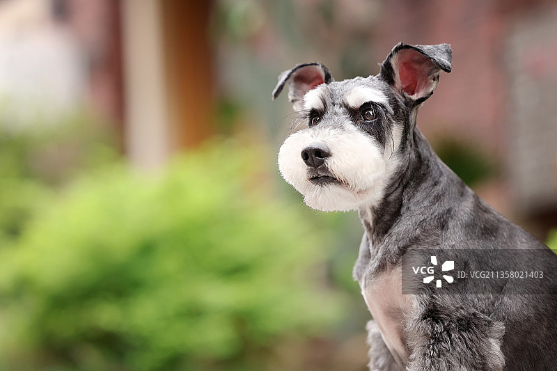 可爱的雪纳瑞梗犬图片素材