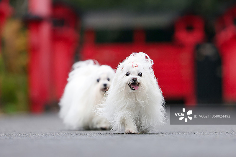 可爱的西施犬图片素材
