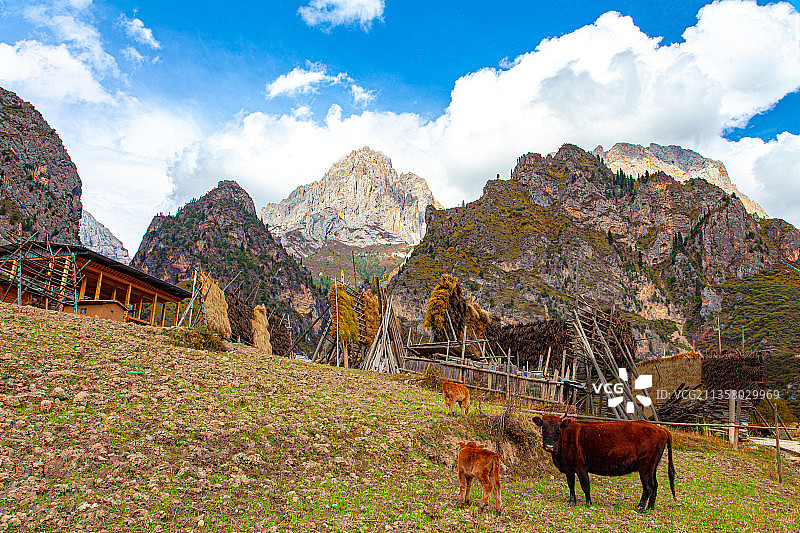 扎尕那业日村田园风光图片素材