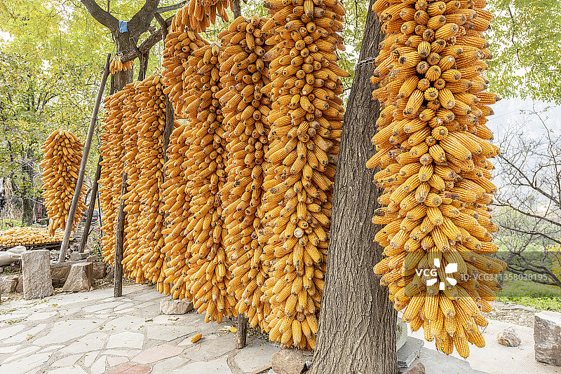 河南林州市石板岩太行山秋天晒秋图片素材