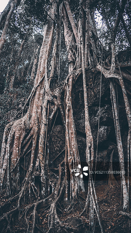 热带雨林植物景区图片素材