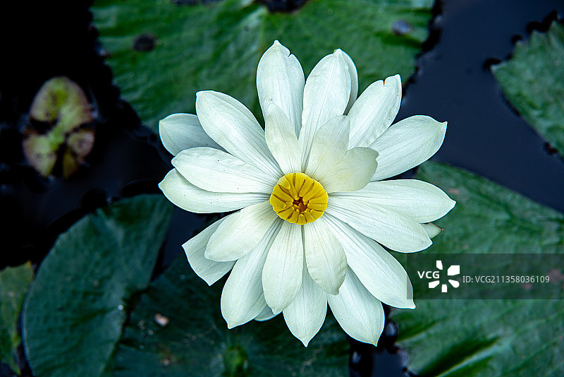热带雨林植物景区图片素材