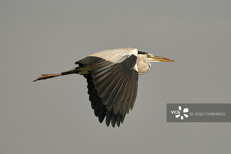苍鹭在天空中飞行，黑色的羽毛在阳光下闪光图片素材