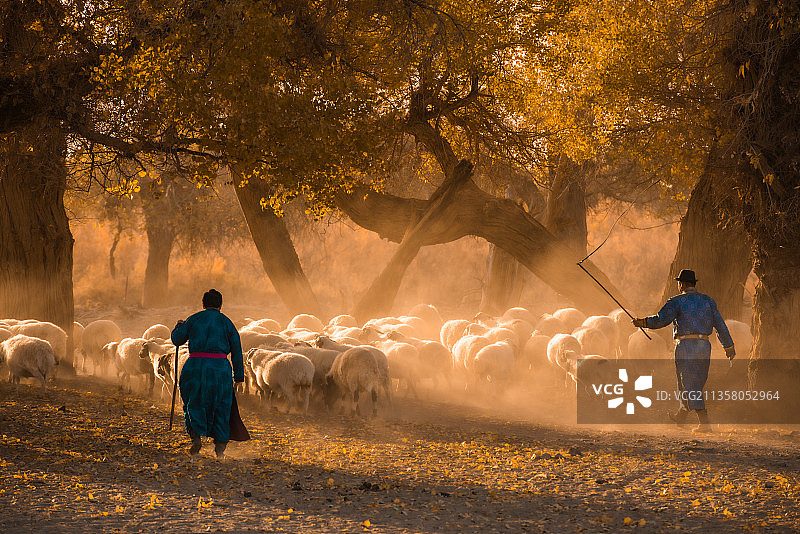 内蒙古额济纳旗胡杨林羊群日出图片素材