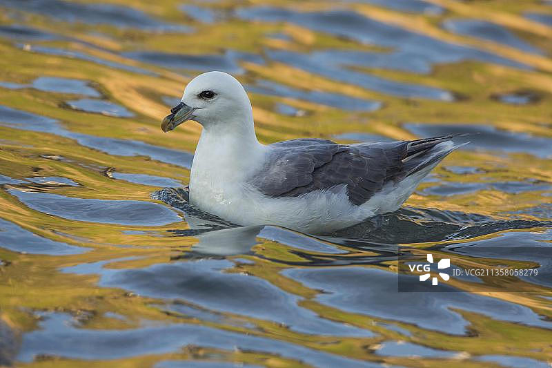 海燕，冰岛，欧洲图片素材