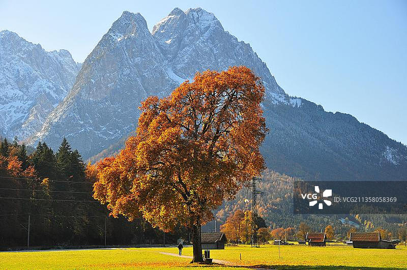 枫树(Acer),瓦克斯enstein,韦特施泰因山脉,加米施-帕滕基兴,洛伊萨赫塔尔,楚格峰地区,巴伐利亚,德国,欧洲图片素材