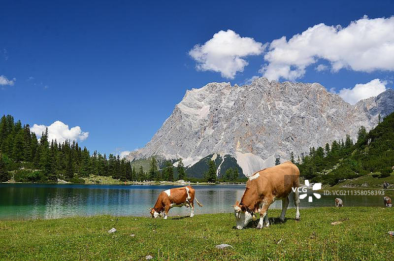 奥地利埃尔瓦尔德阿尔姆高山草甸上的家牛图片素材