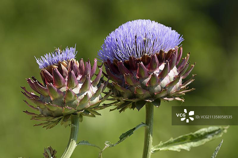 朝鲜蓟（Cynara cardunculus），德国巴登-符腾堡图片素材