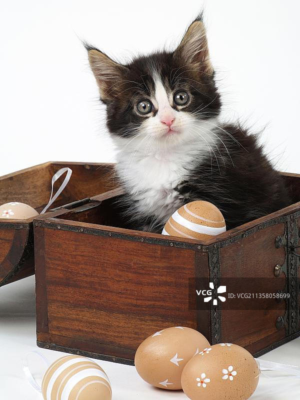 缅因猫，小猫，宝箱，木箱，复活节彩蛋图片素材