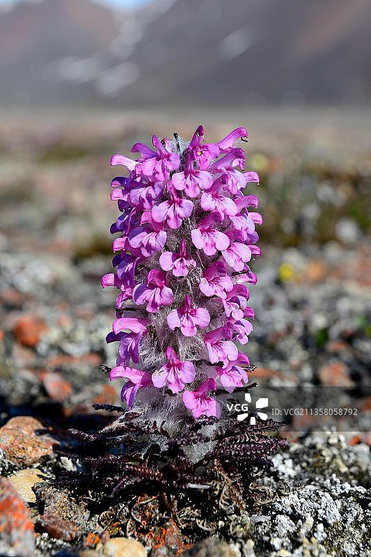 苔原上的毛虱草，埃尔斯米尔岛，努纳武特，加拿大图片素材