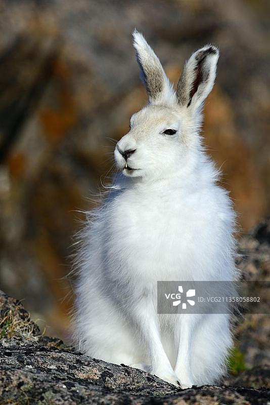 北极兔，加拿大努纳武特埃尔斯米尔岛图片素材