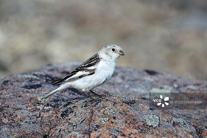 雪鹀，加拿大努纳武特埃尔斯米尔岛，北美洲图片素材