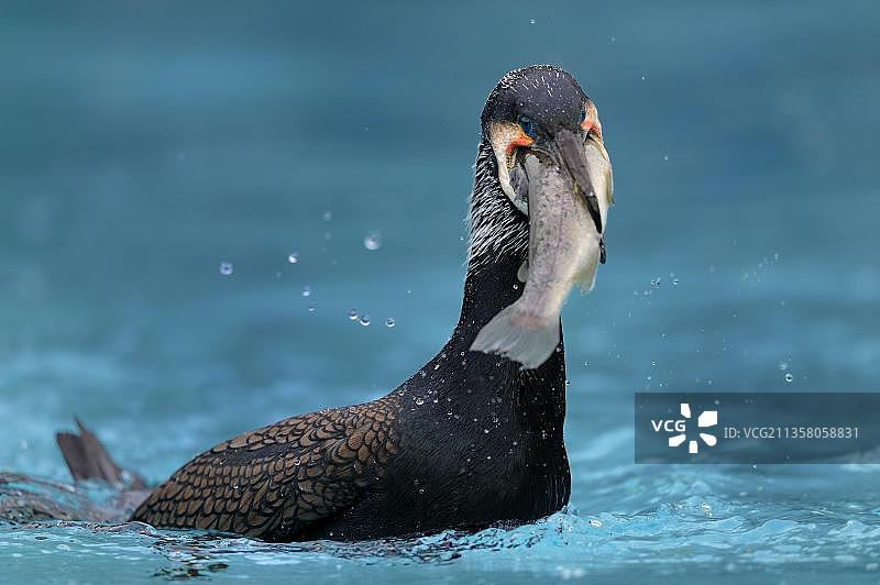 吃鳟鱼的鸬鹚（普通鸬鹚）图片素材