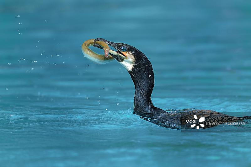 鸬鹚捕食欧洲鳗鱼图片素材