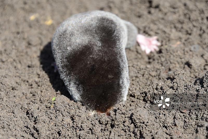 欧洲鼹鼠，正在掘土图片素材