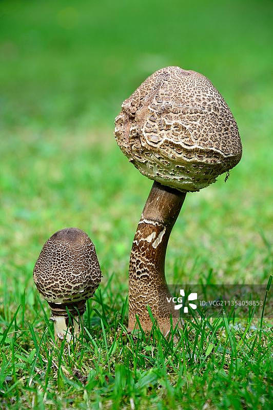 草地上的高大环柄菇（法国阿尔萨斯）图片素材