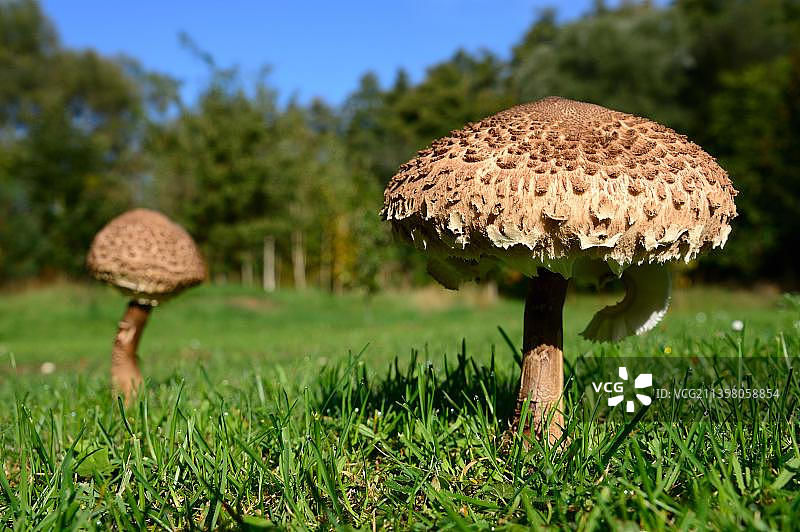 草地上的高大环柄菇（法国阿尔萨斯）图片素材