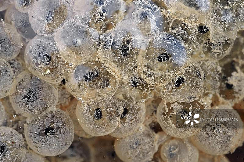 欧洲常见青蛙卵，德国北莱茵-威斯特法伦图片素材