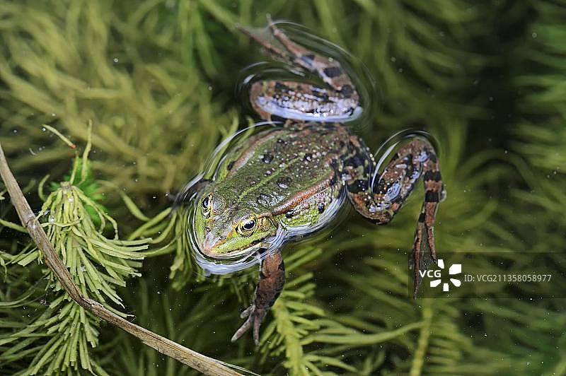食用蛙，雄性，北莱茵-威斯特法伦，德国，欧洲图片素材