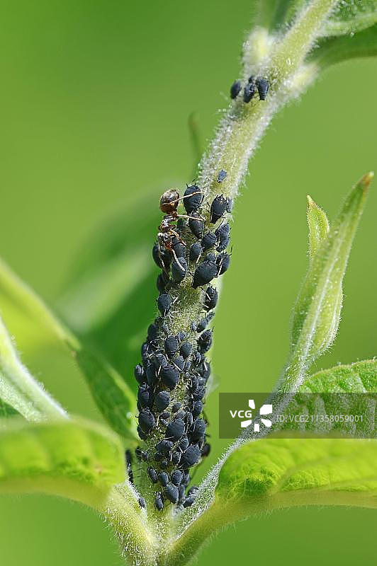 德国北莱茵-威斯特法伦州的蚂蚁和蚜虫图片素材