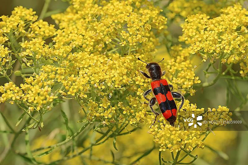 欧洲的食蜂甲虫图片素材