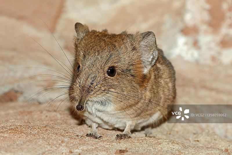 短耳象鼩图片素材