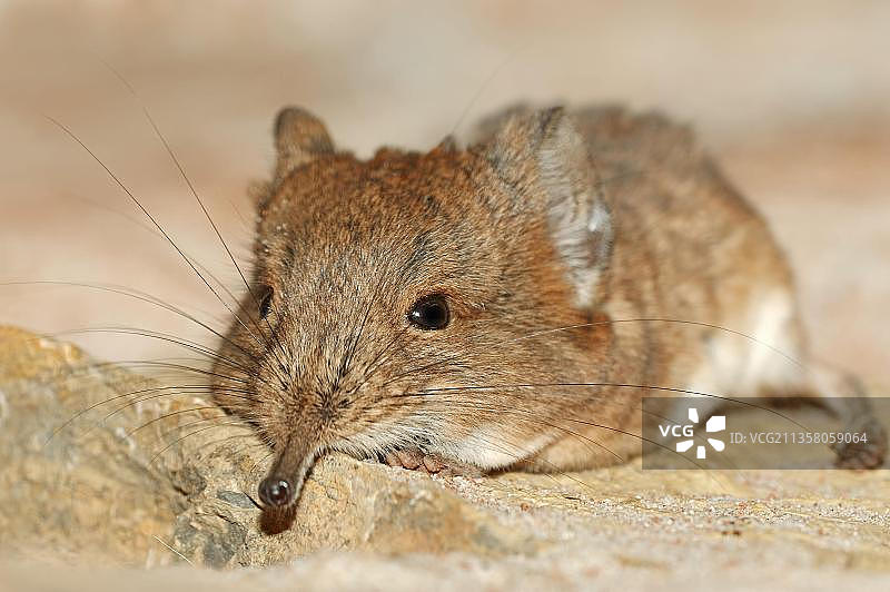 短耳象鼩图片素材