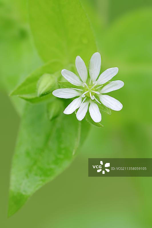 德国北莱茵-威斯特法伦州巨型繁缕图片素材