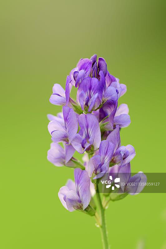 德国北莱茵-威斯特法伦苜蓿图片素材