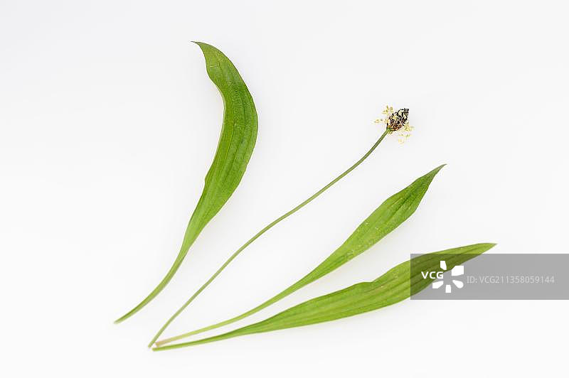 英国车前草，花朵和叶子图片素材