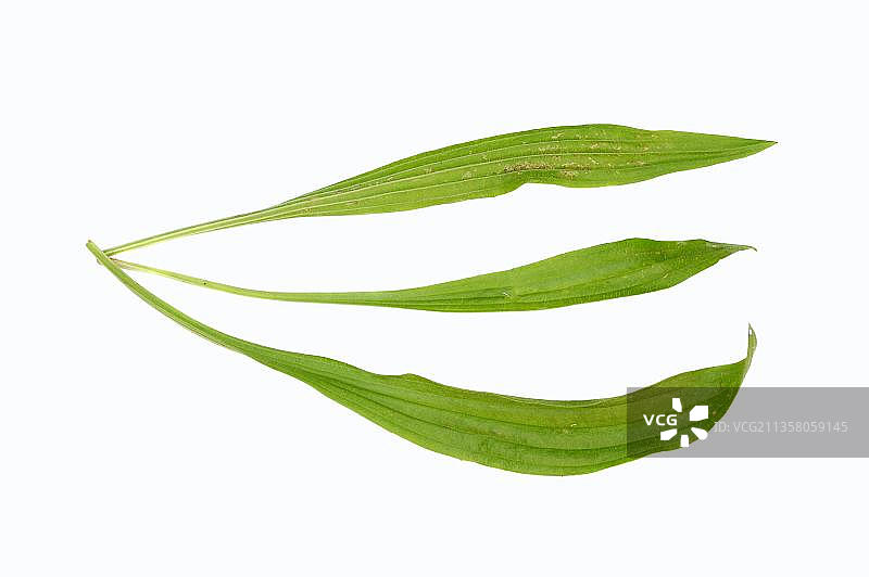 英国车前草叶图片素材