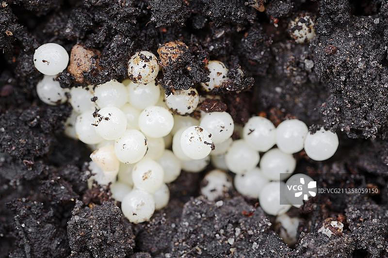 大型红色蛞蝓和卵图片素材