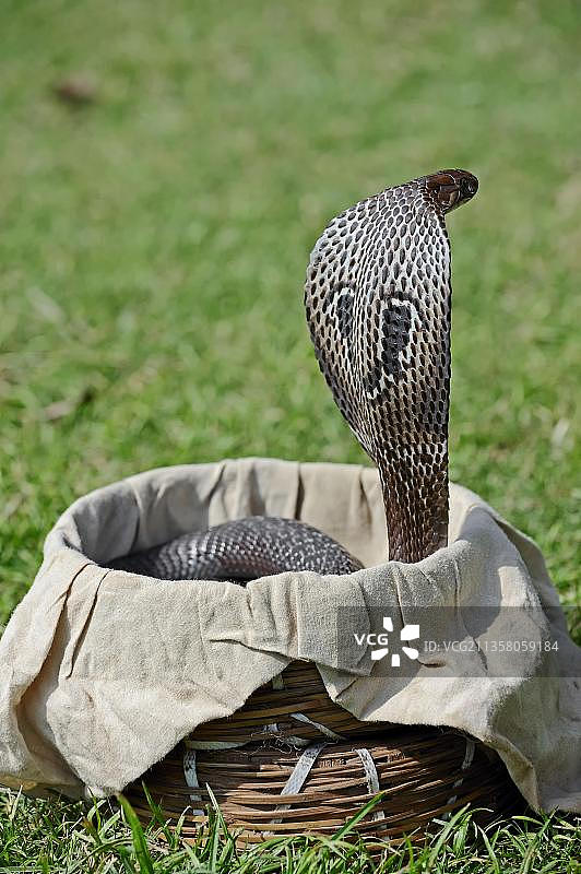 印度新德里耍蛇人篮子里的眼镜蛇图片素材