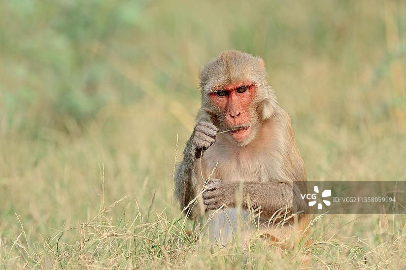 恒河猴，雌性，凯奥拉德奥加纳国家公园，拉贾斯坦邦，印度，亚洲图片素材