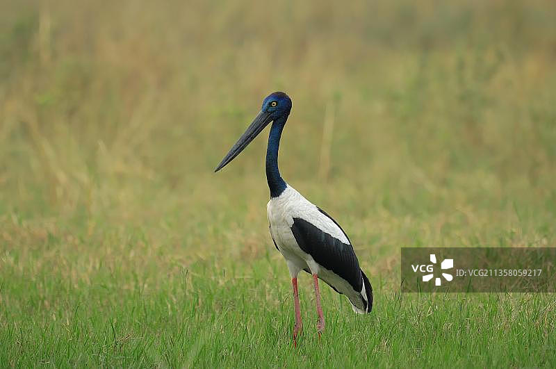 黑颈鹳（雌性），印度拉贾斯坦邦Keoladeo Ghana国家公园图片素材