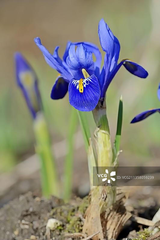 鸢尾花图片素材