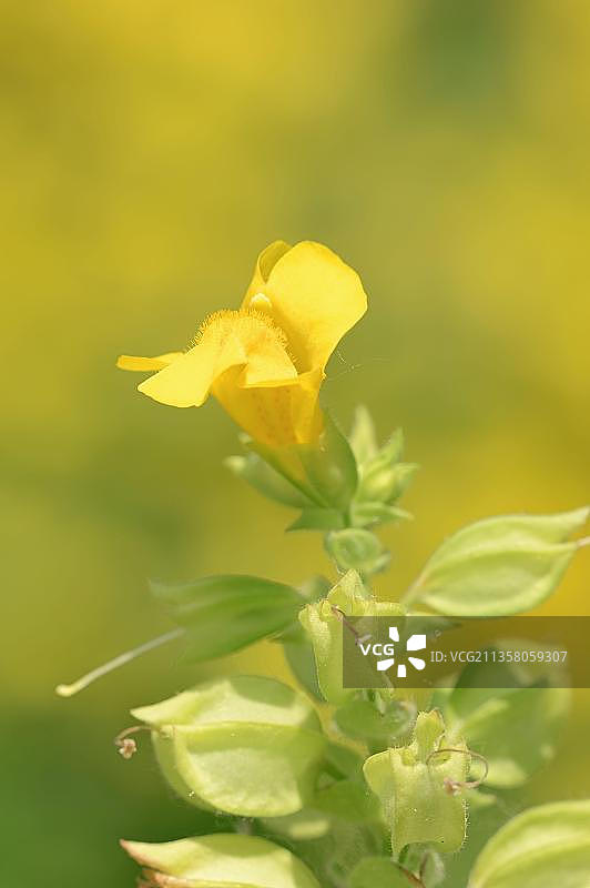 黄色高克勒布卢默，北莱茵-威斯特法伦州，斑点高克勒布卢默，普通高克勒布卢默(Mimulus guttatus)，德国，欧洲图片素材