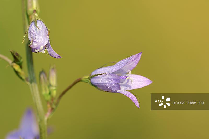 德国北莱茵-威斯特法伦州：风铃草图片素材