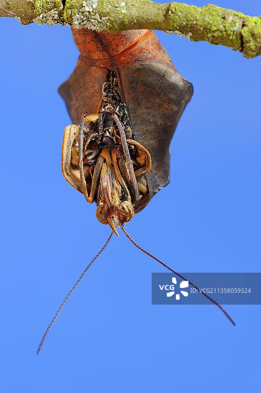 猫头鹰蝶从蛹中孵化图片素材