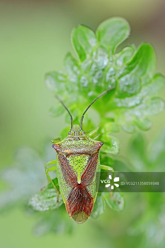 德国北莱茵-威斯特法伦州楂属蝽图片素材