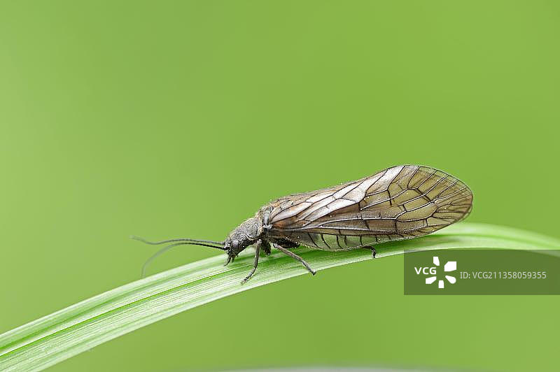 德国北莱茵-威斯特法伦州泥蛉图片素材